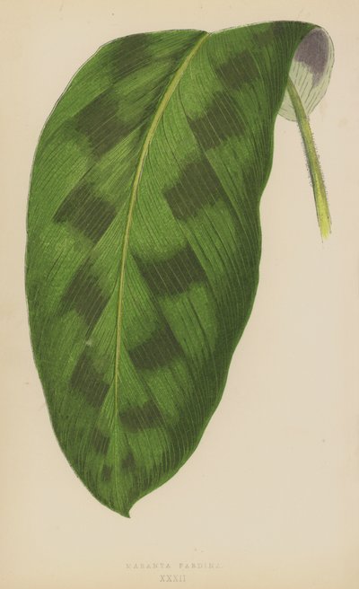 Maranta Pardina by English School
